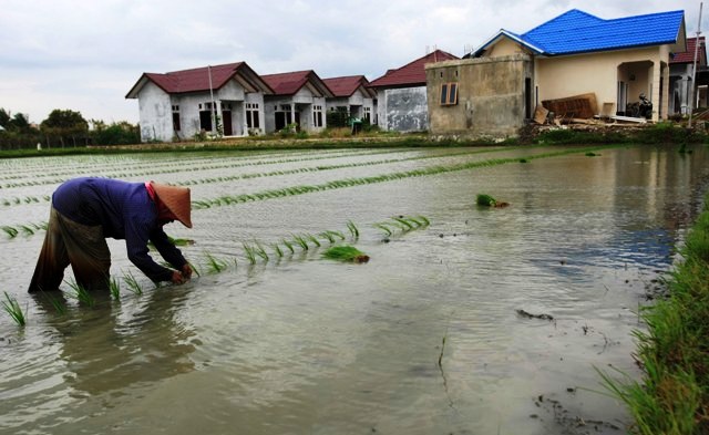 Bank BRI Akui Kredit Pertanian Risikonya Tergolong Rendah
